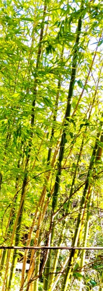 Sort of Bamboos